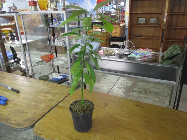 Plant Image 1++