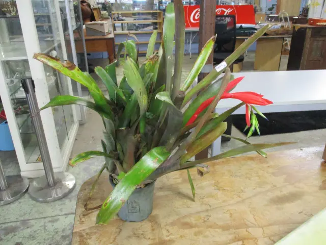 Plant Image 1++
