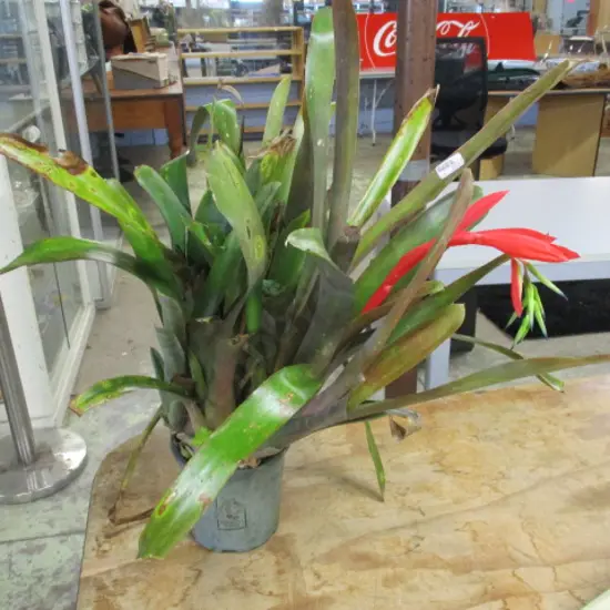 Plant