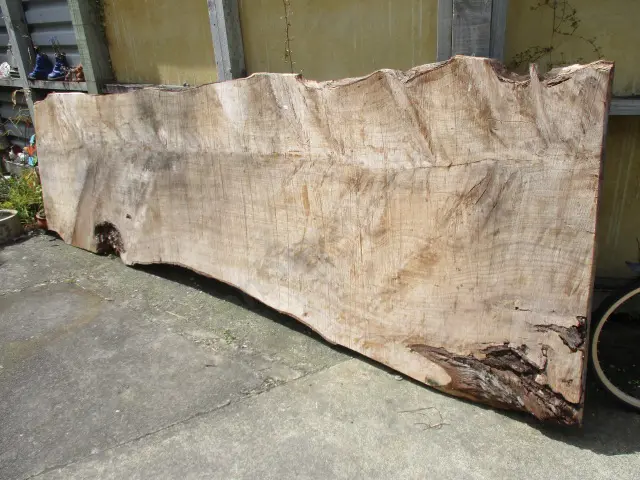 Slab Macracarpa Image 1++