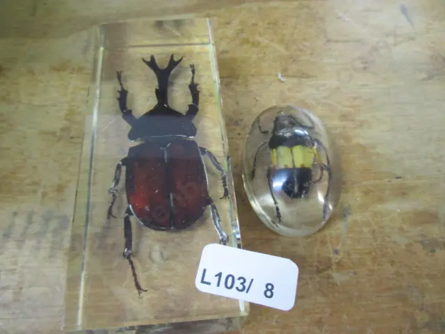 Bug Paperweights Image 1++