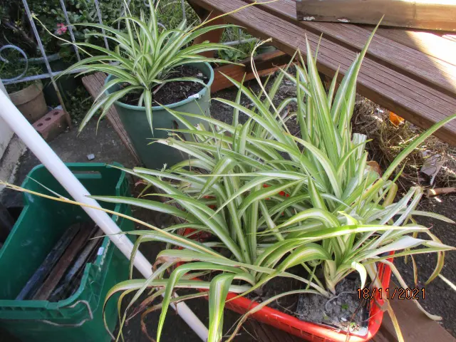 Spider Plants Image 1++