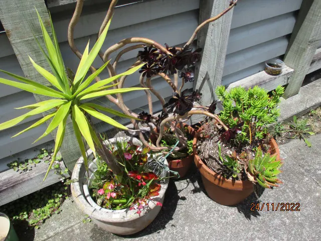 Plants Image 1++