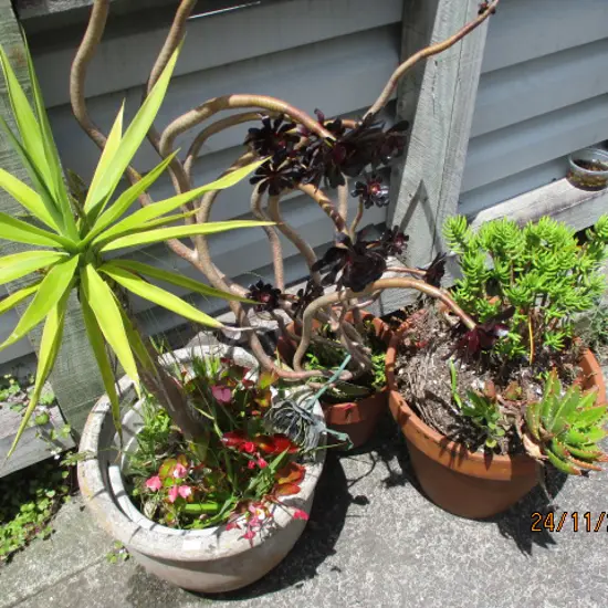 Plants