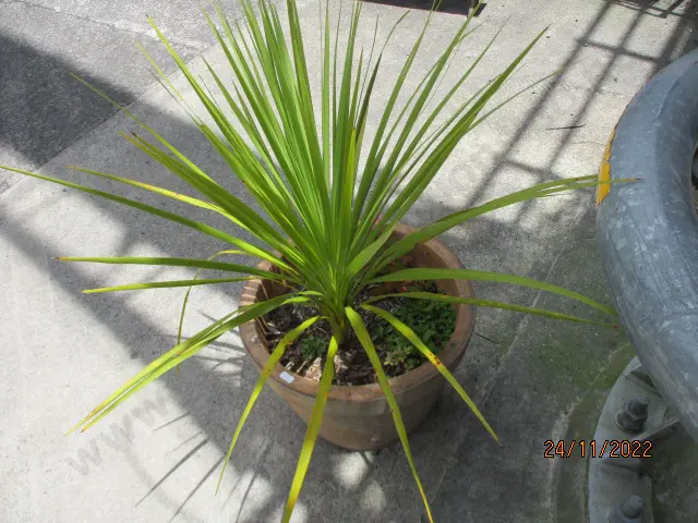 Plant Image 1++