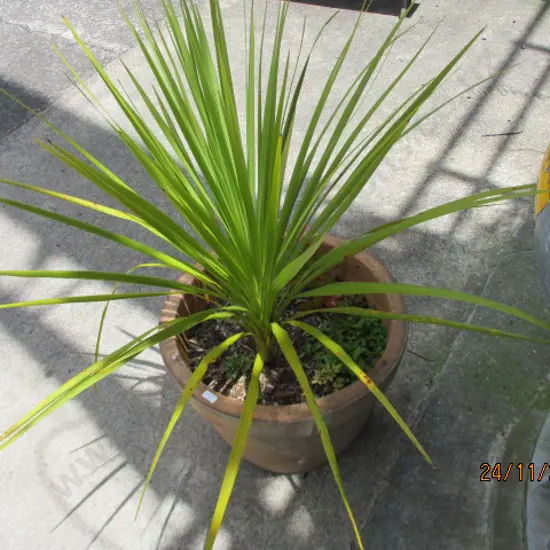 Plant