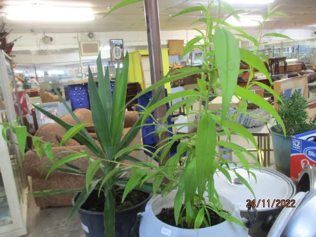 Plants Image 1++