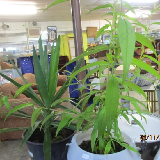 Plants