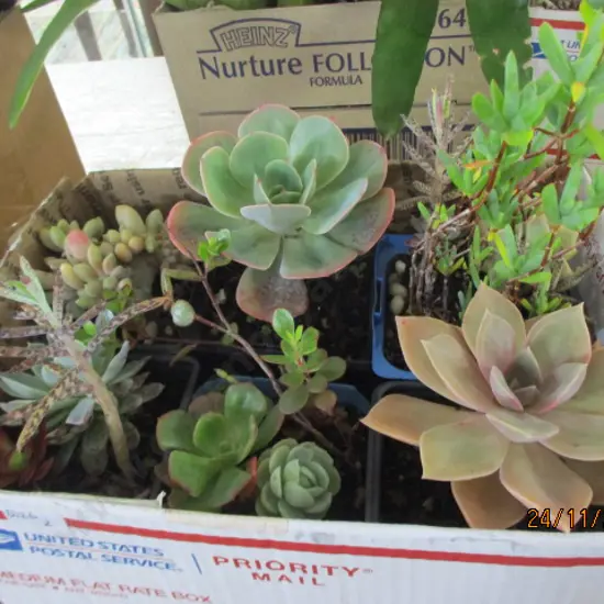 Succulants