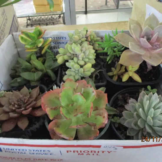 Succulants