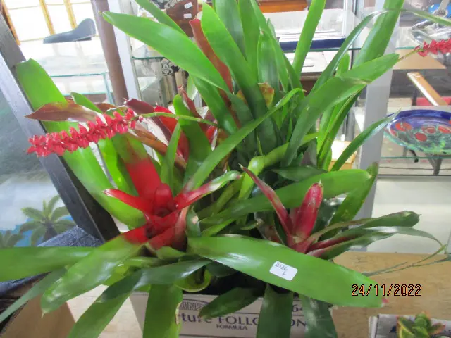 Bromiliads Image 1++