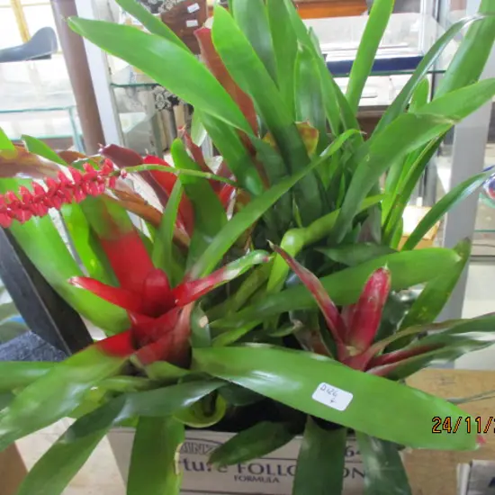 Bromiliads