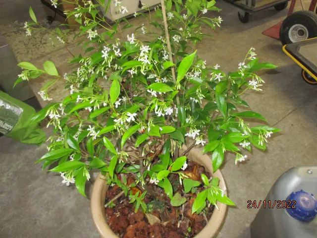 Plant Image 1++