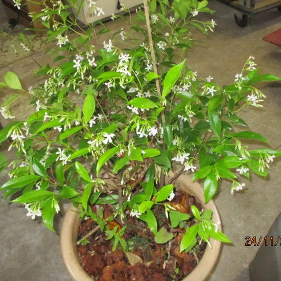 Plant