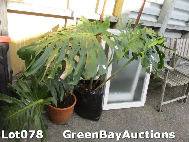 Monstera Plants Image 1++
