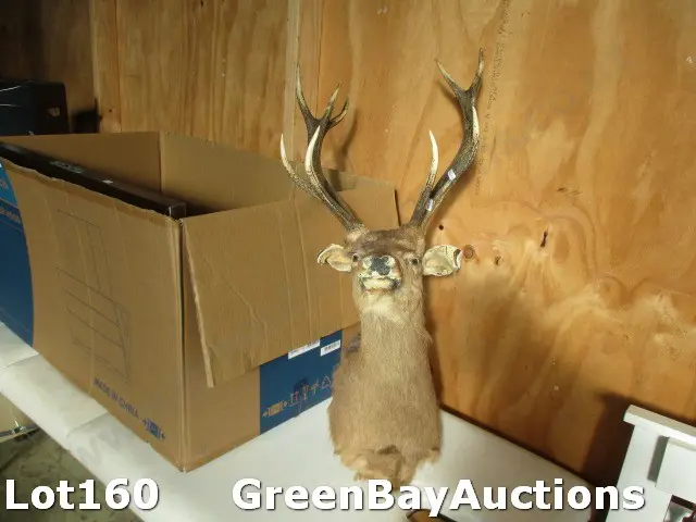 Taxidermy Deer Image 1++