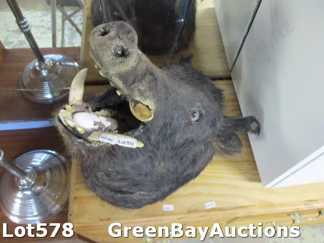 Taxidermy Boar Image 1++