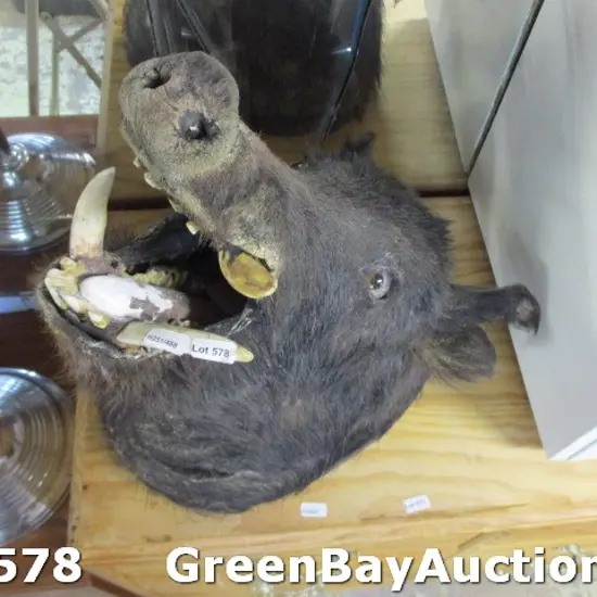 Taxidermy Boar