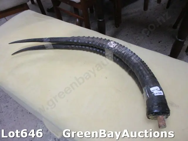 Pr Horns Image 1++