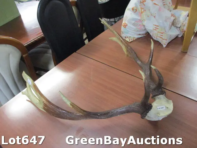 Antlers Image 1++