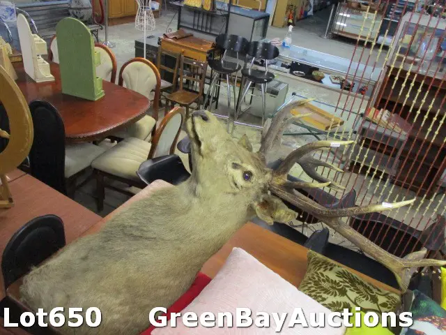 Taxidermy Stag Image 1++