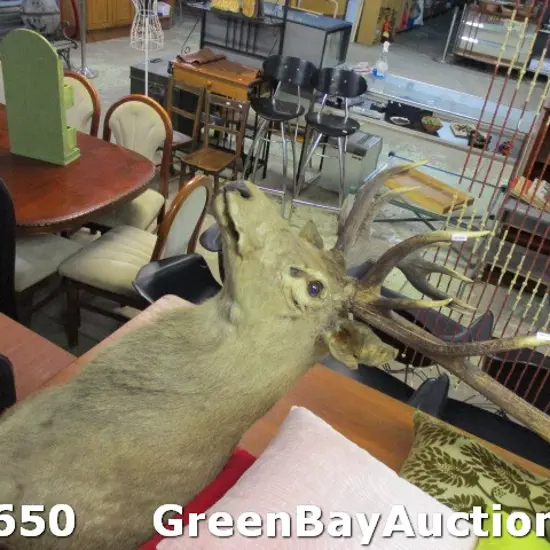 Taxidermy Stag