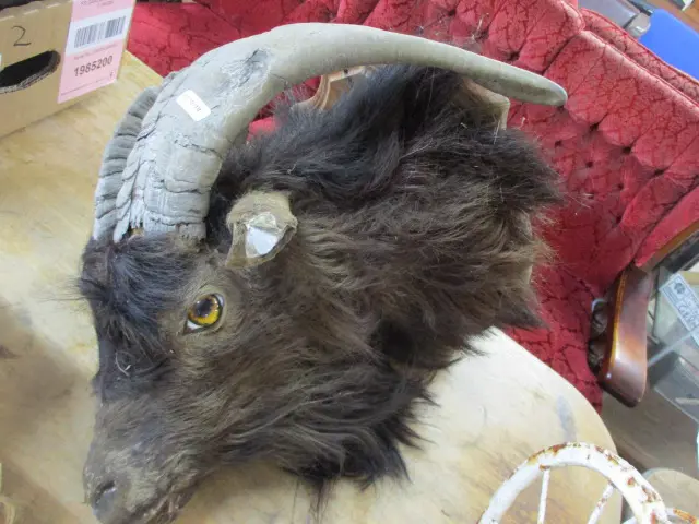 Taxidermy Goat Image 1++