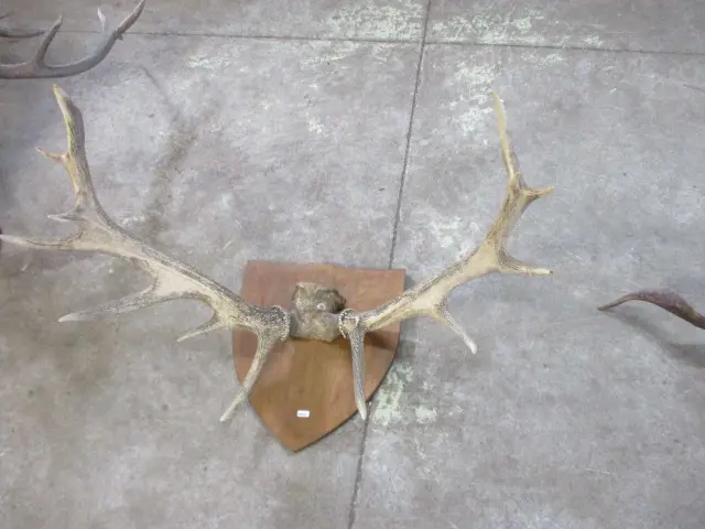 Antlers Image 1++
