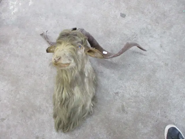 Taxidermy Goat Image 1++