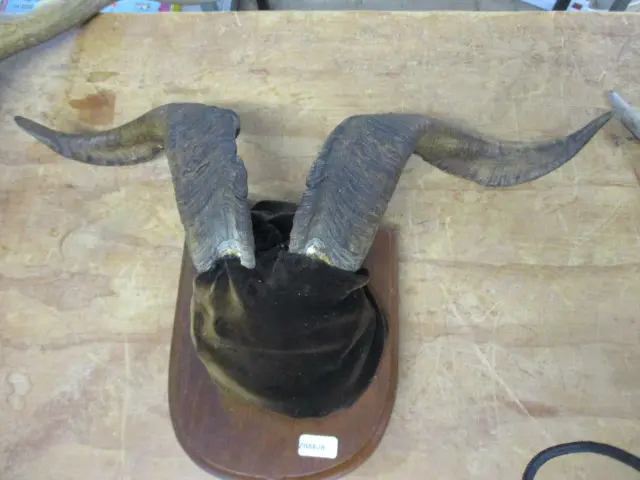 Goat Horns Image 1++