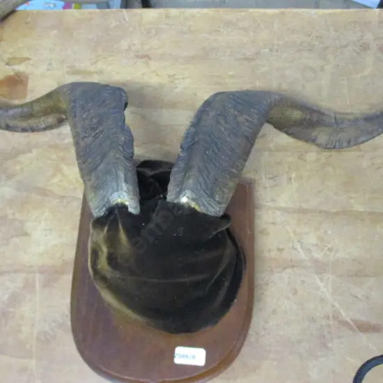 Goat Horns