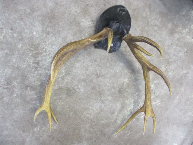 Deer Antlers Image 1++