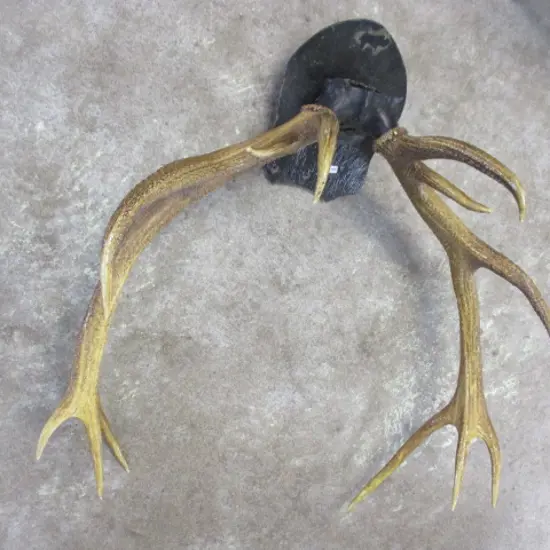 Deer Antlers
