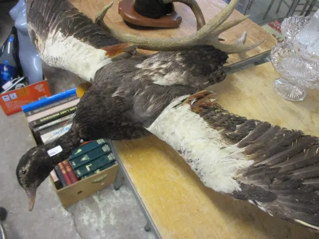 Taxidermy Duck Image 1++