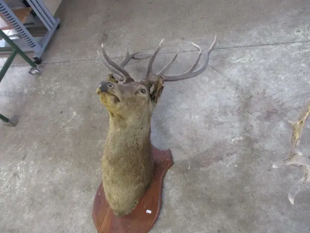 Taxidermy Deer Image 1++