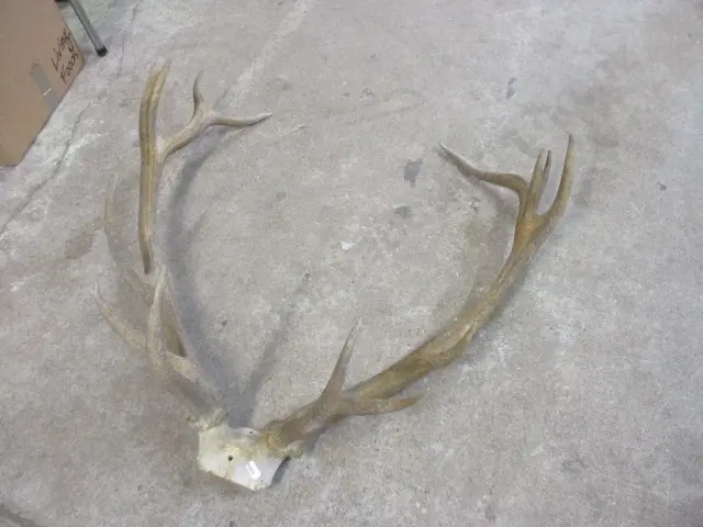 Deer Antlers Image 1++