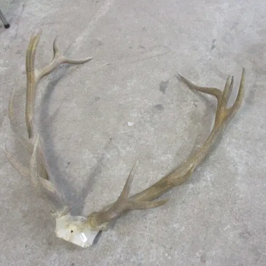 Deer Antlers