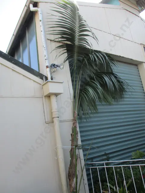 Bareroot Palm (5m) Image 1++