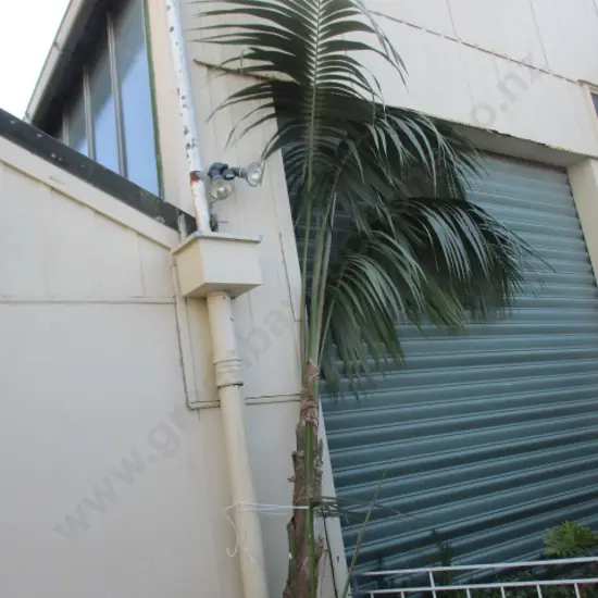 Bareroot Palm (5m)