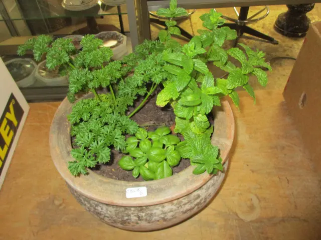 Potted Herbs Image 1++