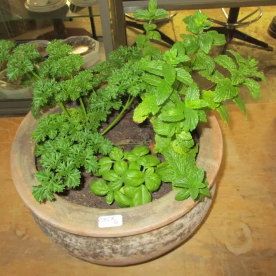 Potted Herbs