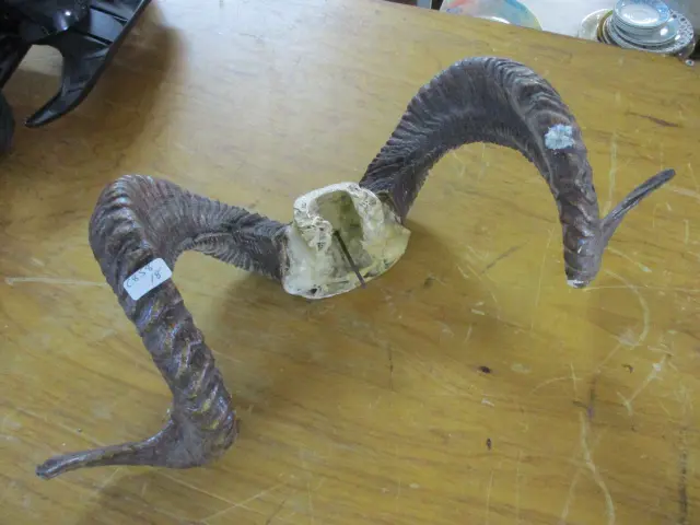 Horns Image 1++
