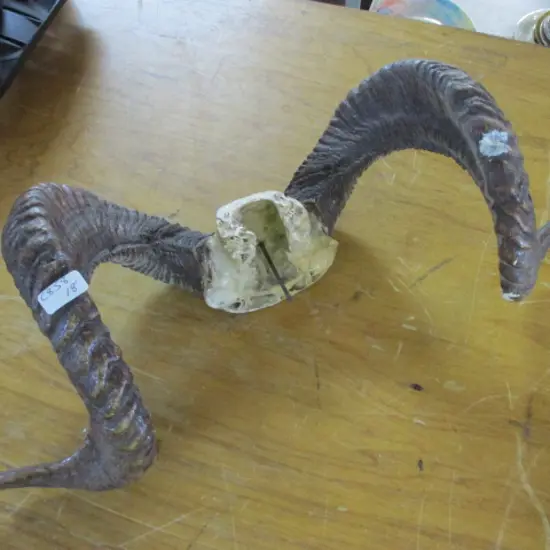 Horns