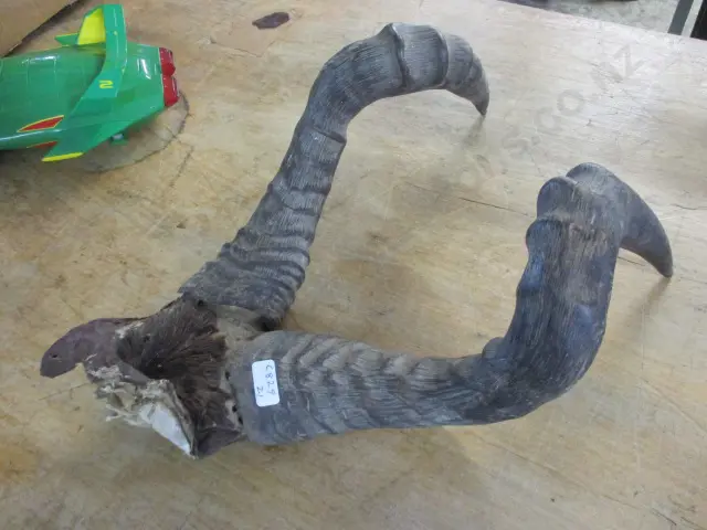 Horns Image 1++