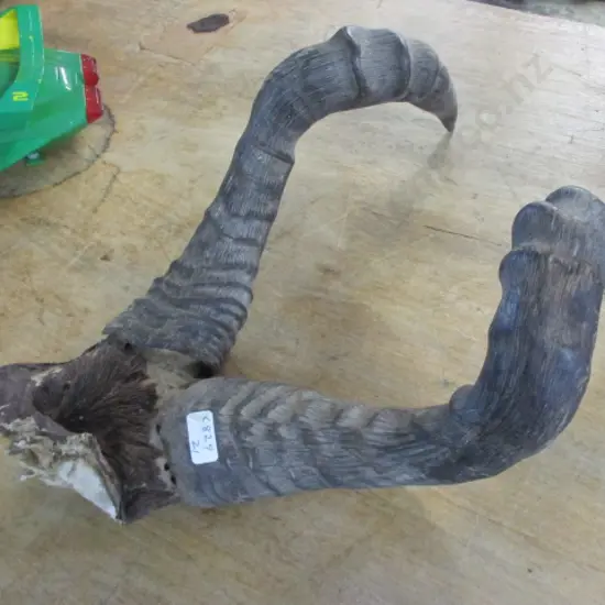 Horns